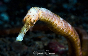 Pipefish/Photographed with a Canon 60 mm macro lens at Le... by Laurie Slawson 